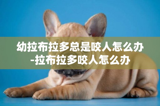 幼拉布拉多總是咬人怎么辦-拉布拉多咬人怎么辦