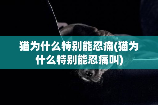 貓為什么特別能忍痛(貓為什么特別能忍痛叫)