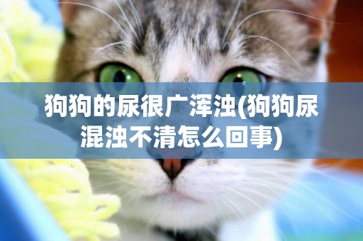 狗狗的尿很廣渾濁(狗狗尿混濁不清怎么回事)