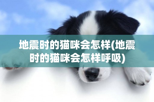 地震時的貓咪會怎樣(地震時的貓咪會怎樣呼吸)