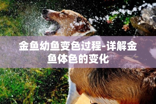 金魚幼魚變色過程-詳解金魚體色的變化