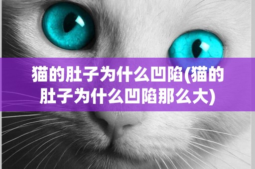 貓的肚子為什么凹陷(貓的肚子為什么凹陷那么大)