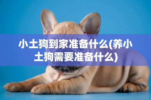小土狗到家準備什么(養小土狗需要準備什么)