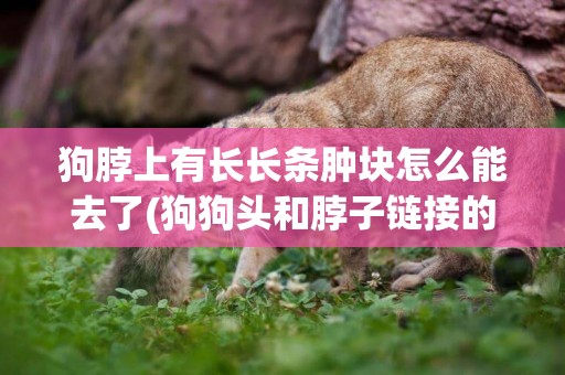 狗脖上有長長條腫塊怎么能去了(狗狗頭和脖子鏈接的地方腫了一大塊)