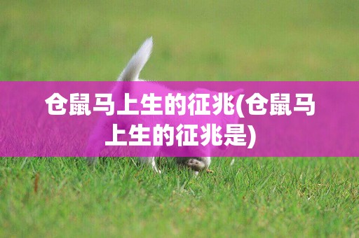 倉鼠馬上生的征兆(倉鼠馬上生的征兆是)