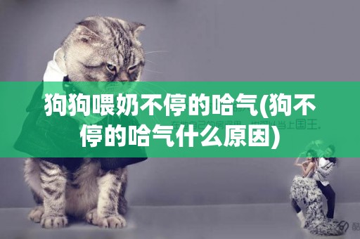狗狗喂奶不停的哈氣(狗不停的哈氣什么原因)