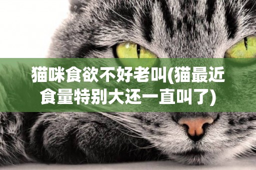 貓咪食欲不好老叫(貓最近食量特別大還一直叫了)