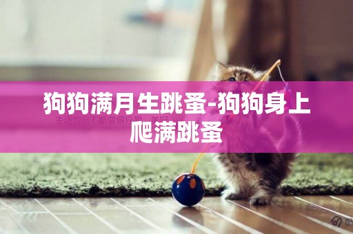 狗狗滿月生跳蚤-狗狗身上爬滿跳蚤
