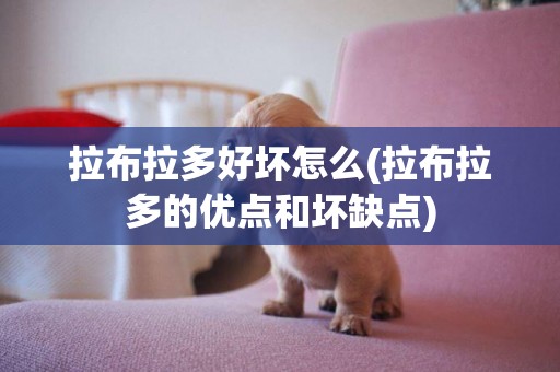 拉布拉多好壞怎么(拉布拉多的優點和壞缺點)