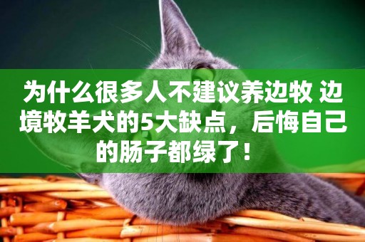 為什么很多人不建議養邊牧 邊境牧羊犬的5大缺點，后悔自己的腸子都綠了！ 
