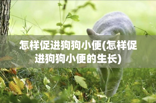 怎樣促進狗狗小便(怎樣促進狗狗小便的生長)