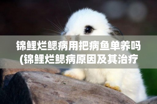 錦鯉爛鰓病用把病魚單養嗎(錦鯉爛鰓病原因及其治療方法)