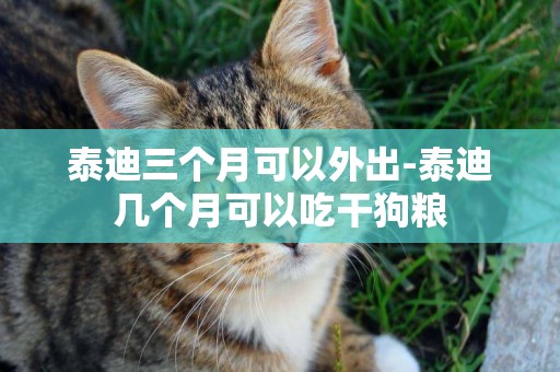 泰迪三個月可以外出-泰迪幾個月可以吃干狗糧