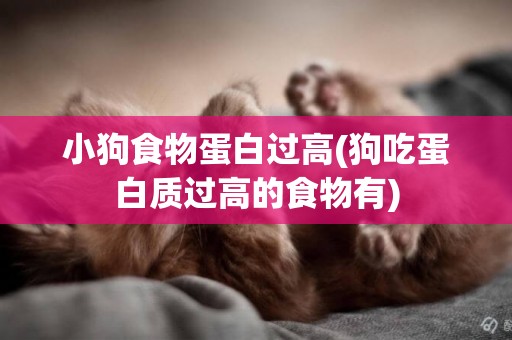 小狗食物蛋白過高(狗吃蛋白質過高的食物有)