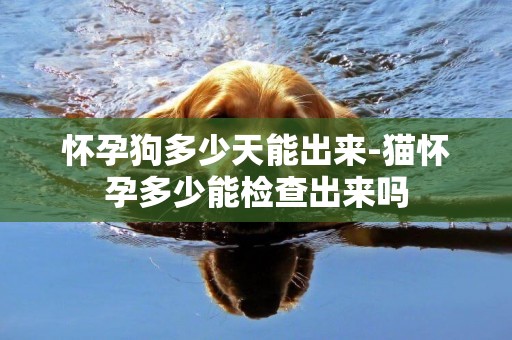 懷孕狗多少天能出來-貓懷孕多少能檢查出來嗎