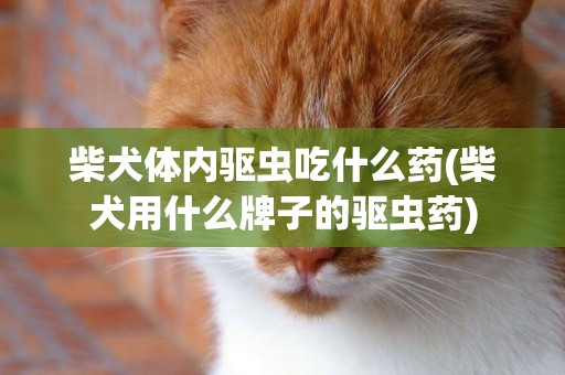 柴犬體內驅蟲吃什么藥(柴犬用什么牌子的驅蟲藥)