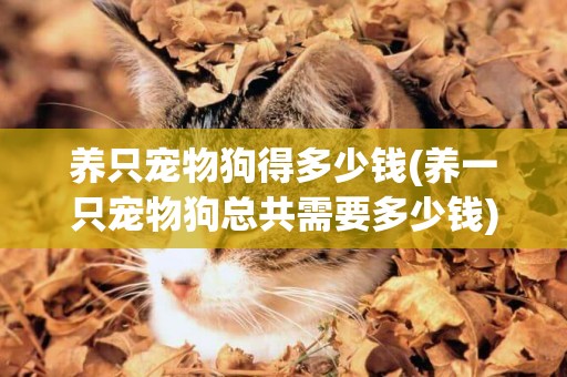養只寵物狗得多少錢(養一只寵物狗總共需要多少錢)