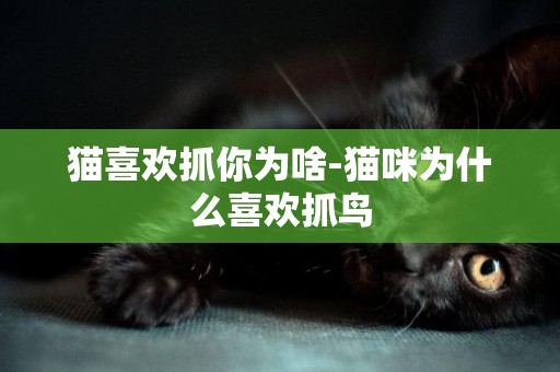 貓喜歡抓你為啥-貓咪為什么喜歡抓鳥