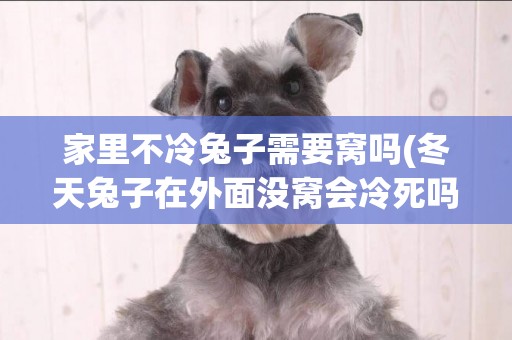 家里不冷兔子需要窩嗎(冬天兔子在外面沒窩會冷死嗎)