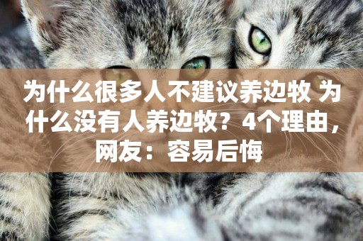 為什么很多人不建議養邊牧 為什么沒有人養邊牧？4個理由，網友：容易后悔 