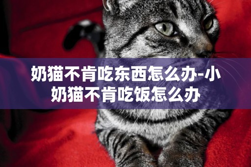 奶貓不肯吃東西怎么辦-小奶貓不肯吃飯怎么辦