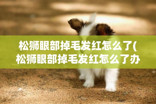 松獅眼部掉毛發紅怎么了(松獅眼部掉毛發紅怎么了辦)