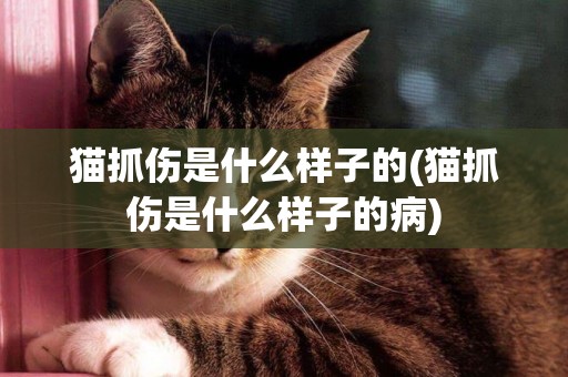 貓抓傷是什么樣子的(貓抓傷是什么樣子的病)