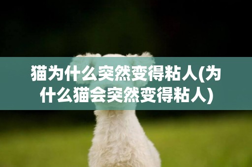 貓為什么突然變得粘人(為什么貓會突然變得粘人)