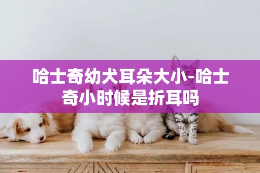 哈士奇幼犬耳朵大小-哈士奇小時候是折耳嗎