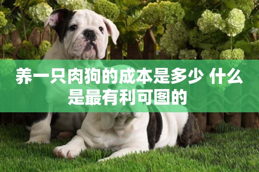 養一只肉狗的成本是多少 什么是最有利可圖的 