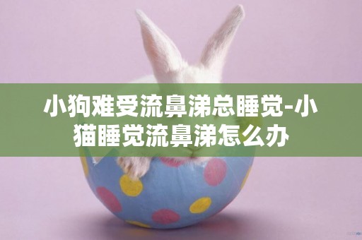 小狗難受流鼻涕總睡覺-小貓睡覺流鼻涕怎么辦
