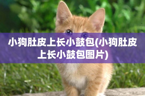 小狗肚皮上長小鼓包(小狗肚皮上長小鼓包圖片)