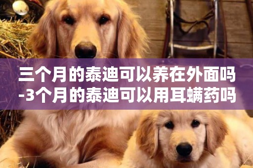 三個月的泰迪可以養在外面嗎-3個月的泰迪可以用耳螨藥嗎