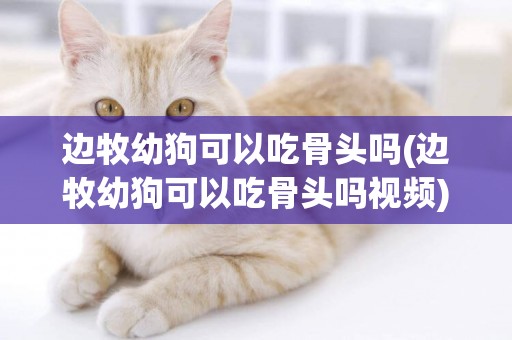 邊牧幼狗可以吃骨頭嗎(邊牧幼狗可以吃骨頭嗎視頻)