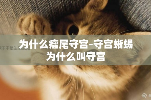 為什么瘤尾守宮-守宮蜥蜴為什么叫守宮