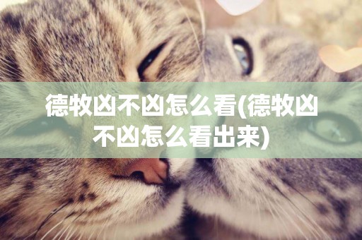 德牧兇不兇怎么看(德牧兇不兇怎么看出來)