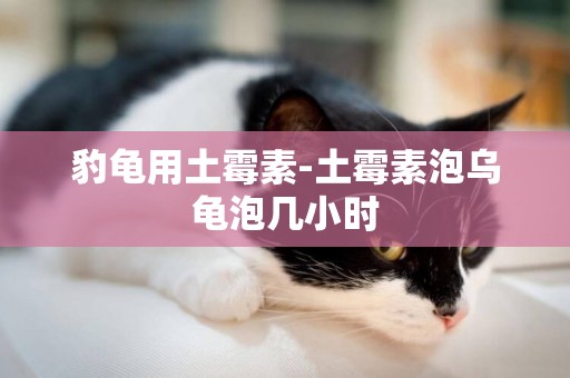 豹龜用土霉素-土霉素泡烏龜泡幾小時
