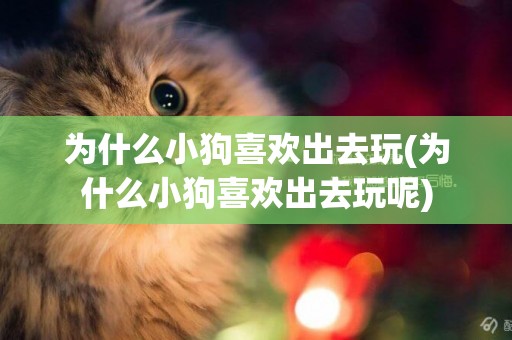為什么小狗喜歡出去玩(為什么小狗喜歡出去玩呢)
