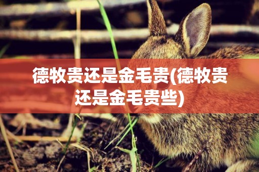 德牧貴還是金毛貴(德牧貴還是金毛貴些)