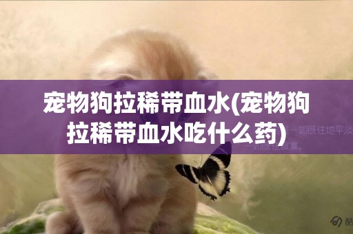 寵物狗拉稀帶血水(寵物狗拉稀帶血水吃什么藥)