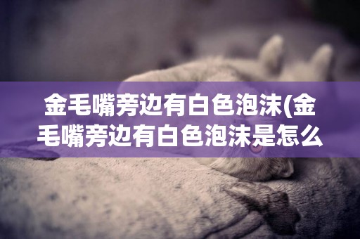 金毛嘴旁邊有白色泡沫(金毛嘴旁邊有白色泡沫是怎么了)