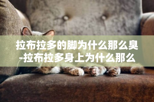 拉布拉多的腳為什么那么臭-拉布拉多身上為什么那么多皮屑