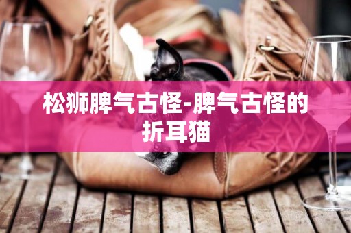 松獅脾氣古怪-脾氣古怪的折耳貓