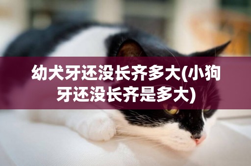 幼犬牙還沒長齊多大(小狗牙還沒長齊是多大)