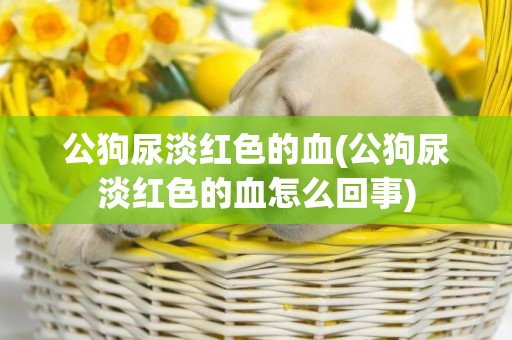 公狗尿淡紅色的血(公狗尿淡紅色的血怎么回事)