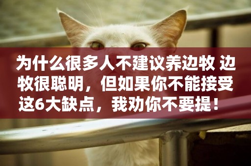 為什么很多人不建議養邊牧 邊牧很聰明，但如果你不能接受這6大缺點，我勸你不要提！ 