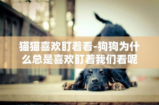 貓貓喜歡盯著看-狗狗為什么總是喜歡盯著我們看呢