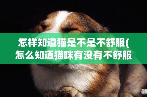 怎樣知道貓是不是不舒服(怎么知道貓咪有沒有不舒服)
