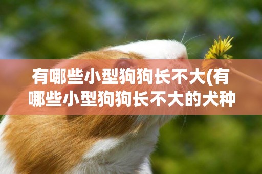 有哪些小型狗狗長不大(有哪些小型狗狗長不大的犬種)