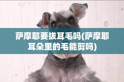 薩摩耶要拔耳毛嗎(薩摩耶耳朵里的毛能剪嗎)